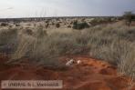 Namib-Kalahari